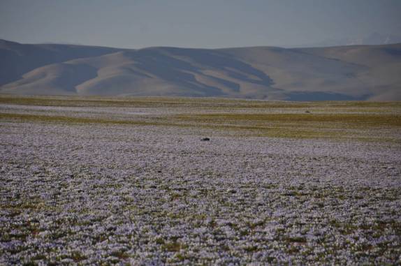 A linda imagem do deserto florido, entre Tacna e Arequipa, no Peru